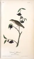 Picture 148 of 503 from The birds of America, from drawings made in the United States and their territories. By John James Audubon (1840), leaf 149