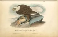 Picture 15 of 503 from The birds of America, from drawings made in the United States and their territories. By John James Audubon (1840), leaf 15