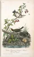 Picture 149 of 503 from The birds of America, from drawings made in the United States and their territories. By John James Audubon (1840), leaf 150