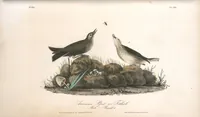 Picture 151 of 503 from The birds of America, from drawings made in the United States and their territories. By John James Audubon (1840), leaf 152