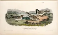 Picture 153 of 503 from The birds of America, from drawings made in the United States and their territories. By John James Audubon (1840), leaf 154