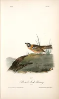 Picture 154 of 503 from The birds of America, from drawings made in the United States and their territories. By John James Audubon (1840), leaf 155