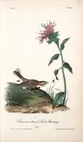 Picture 155 of 503 from The birds of America, from drawings made in the United States and their territories. By John James Audubon (1840), leaf 156