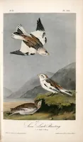 Picture 156 of 503 from The birds of America, from drawings made in the United States and their territories. By John James Audubon (1840), leaf 157