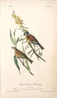 Picture 157 of 503 from The birds of America, from drawings made in the United States and their territories. By John James Audubon (1840), leaf 158