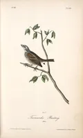 Picture 158 of 503 from The birds of America, from drawings made in the United States and their territories. By John James Audubon (1840), leaf 159
