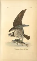 Picture 16 of 503 from The birds of America, from drawings made in the United States and their territories. By John James Audubon (1840), leaf 16