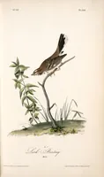 Picture 159 of 503 from The birds of America, from drawings made in the United States and their territories. By John James Audubon (1840), leaf 160