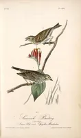 Picture 161 of 503 from The birds of America, from drawings made in the United States and their territories. By John James Audubon (1840), leaf 162