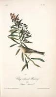 Picture 162 of 503 from The birds of America, from drawings made in the United States and their territories. By John James Audubon (1840), leaf 163