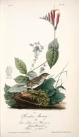 Picture 164 of 503 from The birds of America, from drawings made in the United States and their territories. By John James Audubon (1840), leaf 165
