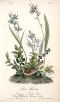 Picture 165 of 503 from The birds of America, from drawings made in the United States and their territories. By John James Audubon (1840), leaf 166