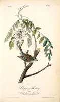 Picture 166 of 503 from The birds of America, from drawings made in the United States and their territories. By John James Audubon (1840), leaf 167