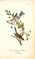 Picture 167 of 503 from The birds of America, from drawings made in the United States and their territories. By John James Audubon (1840), leaf 168