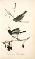 Picture 168 of 503 from The birds of America, from drawings made in the United States and their territories. By John James Audubon (1840), leaf 169
