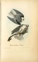 Picture 17 of 503 from The birds of America, from drawings made in the United States and their territories. By John James Audubon (1840), leaf 17
