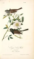 Picture 169 of 503 from The birds of America, from drawings made in the United States and their territories. By John James Audubon (1840), leaf 170