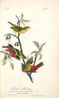 Picture 170 of 503 from The birds of America, from drawings made in the United States and their territories. By John James Audubon (1840), leaf 171