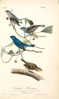 Picture 171 of 503 from The birds of America, from drawings made in the United States and their territories. By John James Audubon (1840), leaf 172