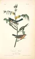 Picture 172 of 503 from The birds of America, from drawings made in the United States and their territories. By John James Audubon (1840), leaf 173