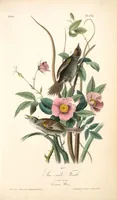 Picture 173 of 503 from The birds of America, from drawings made in the United States and their territories. By John James Audubon (1840), leaf 174