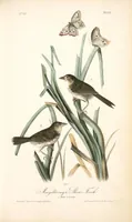 Picture 174 of 503 from The birds of America, from drawings made in the United States and their territories. By John James Audubon (1840), leaf 175