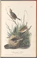 Picture 175 of 503 from The birds of America, from drawings made in the United States and their territories. By John James Audubon (1840), leaf 176