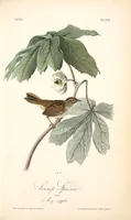 Picture 176 of 503 from The birds of America, from drawings made in the United States and their territories. By John James Audubon (1840), leaf 177