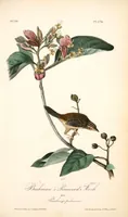 Picture 177 of 503 from The birds of America, from drawings made in the United States and their territories. By John James Audubon (1840), leaf 178