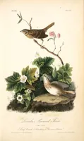Picture 178 of 503 from The birds of America, from drawings made in the United States and their territories. By John James Audubon (1840), leaf 179