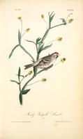 Picture 179 of 503 from The birds of America, from drawings made in the United States and their territories. By John James Audubon (1840), leaf 180
