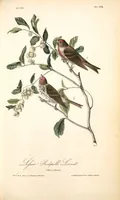 Picture 180 of 503 from The birds of America, from drawings made in the United States and their territories. By John James Audubon (1840), leaf 181