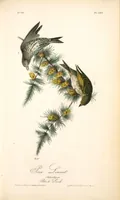 Picture 181 of 503 from The birds of America, from drawings made in the United States and their territories. By John James Audubon (1840), leaf 182