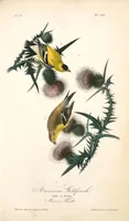 Picture 182 of 503 from The birds of America, from drawings made in the United States and their territories. By John James Audubon (1840), leaf 183