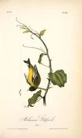 Picture 184 of 503 from The birds of America, from drawings made in the United States and their territories. By John James Audubon (1840), leaf 185