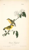 Picture 185 of 503 from The birds of America, from drawings made in the United States and their territories. By John James Audubon (1840), leaf 186