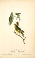 Picture 186 of 503 from The birds of America, from drawings made in the United States and their territories. By John James Audubon (1840), leaf 187