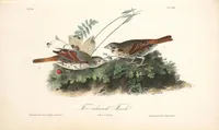 Picture 187 of 503 from The birds of America, from drawings made in the United States and their territories. By John James Audubon (1840), leaf 188
