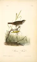 Picture 188 of 503 from The birds of America, from drawings made in the United States and their territories. By John James Audubon (1840), leaf 189