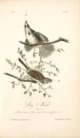 Picture 190 of 503 from The birds of America, from drawings made in the United States and their territories. By John James Audubon (1840), leaf 191