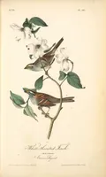Picture 192 of 503 from The birds of America, from drawings made in the United States and their territories. By John James Audubon (1840), leaf 193