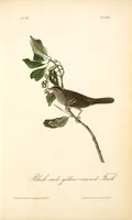 Picture 194 of 503 from The birds of America, from drawings made in the United States and their territories. By John James Audubon (1840), leaf 195
