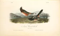 Picture 195 of 503 from The birds of America, from drawings made in the United States and their territories. By John James Audubon (1840), leaf 196
