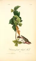 Picture 198 of 503 from The birds of America, from drawings made in the United States and their territories. By John James Audubon (1840), leaf 199