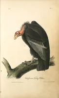 Picture 2 of 503 from The birds of America, from drawings made in the United States and their territories. By John James Audubon (1840), leaf 2