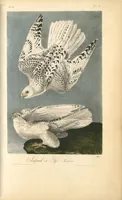 Picture 20 of 503 from The birds of America, from drawings made in the United States and their territories. By John James Audubon (1840), leaf 20