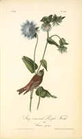 Picture 199 of 503 from The birds of America, from drawings made in the United States and their territories. By John James Audubon (1840), leaf 200