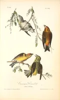 Picture 200 of 503 from The birds of America, from drawings made in the United States and their territories. By John James Audubon (1840), leaf 201