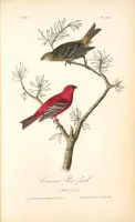 Picture 201 of 503 from The birds of America, from drawings made in the United States and their territories. By John James Audubon (1840), leaf 202