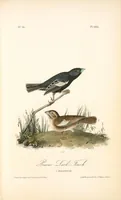 Picture 203 of 503 from The birds of America, from drawings made in the United States and their territories. By John James Audubon (1840), leaf 204